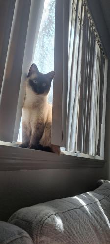 Lost Female Cat last seen 6th and Cherokee , Denver, CO 80204