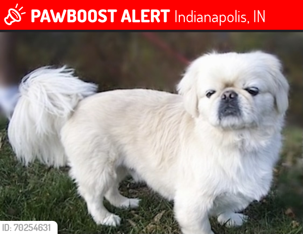 Lost Male Dog last seen Christian Park area, Indianapolis, IN 46203