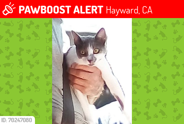 Lost Female Cat last seen Near Amyx Ct , Fairview Dr, Hayward, CA 94542