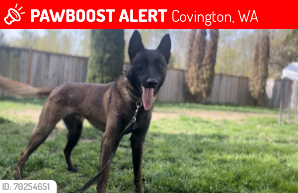 Lost Male Dog last seen Near SE 270th Pl, Covington, WA 98042, Covington, WA 98042