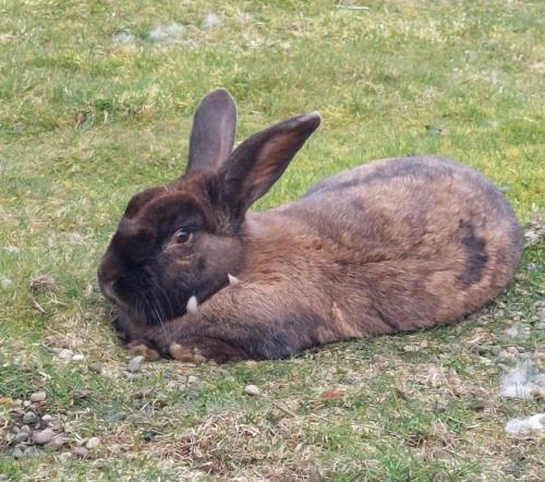Lost Male Rabbit last seen W 3rd st, w 4th st, a couple blocks before spray park, Aberdeen, WA 98520