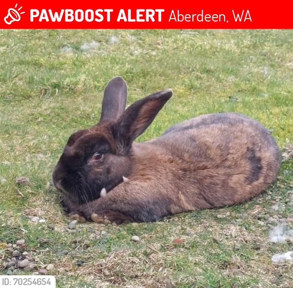 Lost Male Rabbit last seen W 3rd st, w 4th st, a couple blocks before spray park, Aberdeen, WA 98520