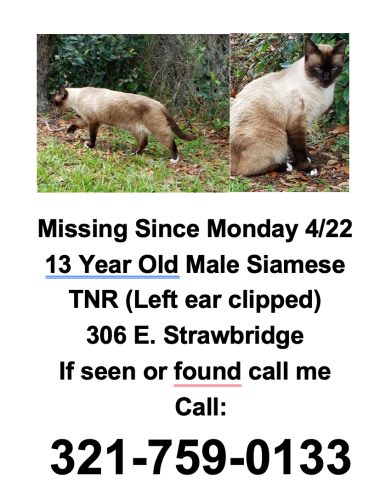 Lost Male Cat last seen Near block Strawbridge Ave & Pine St, Melbourne fl , Melbourne, FL 32901