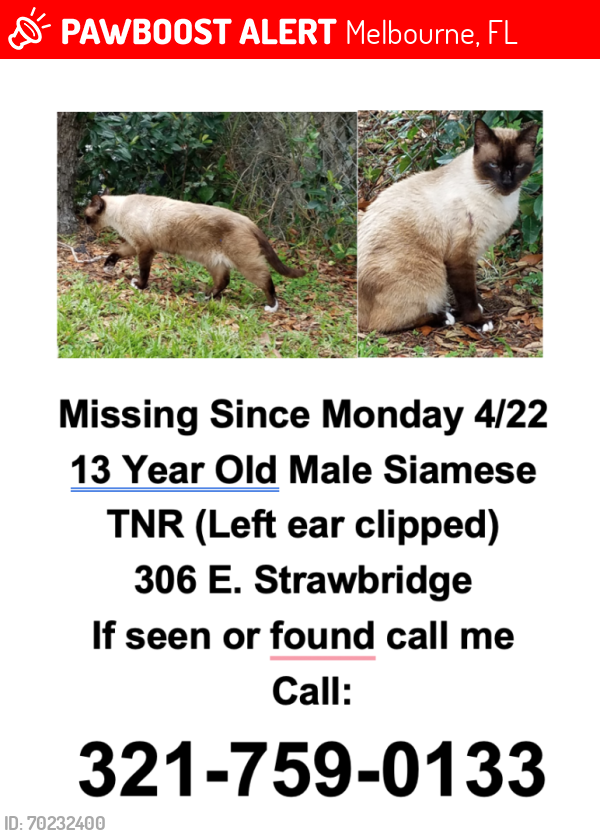 Lost Male Cat last seen Near block Strawbridge Ave & Pine St, Melbourne fl , Melbourne, FL 32901