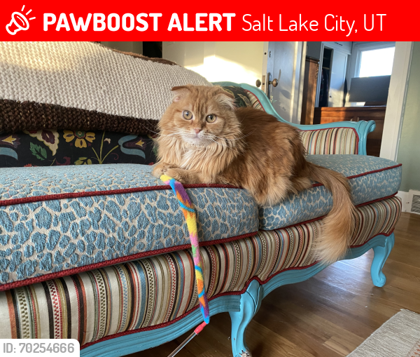 Salt Lake City, UT Lost Female Cat, Pekoe Is Missing | PawBoost
