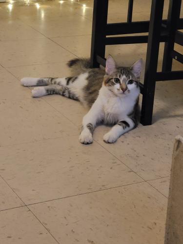 Lost Female Cat last seen Near east 182nd st, The Bronx, NY 10457