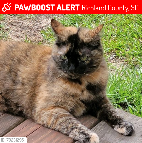 Lost Female Cat last seen Ridge Road & Long Spring Lane / Long Trail area, Richland County, SC 29061