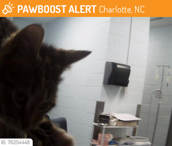 Shelter Stray Female Cat last seen MECK, Charlotte, NC 28217