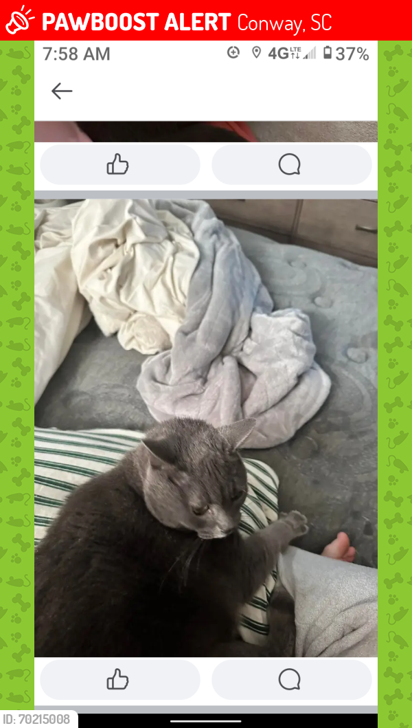 Lost Female Cat last seen Trailer park not far from Dongola rd, Conway, SC 29527