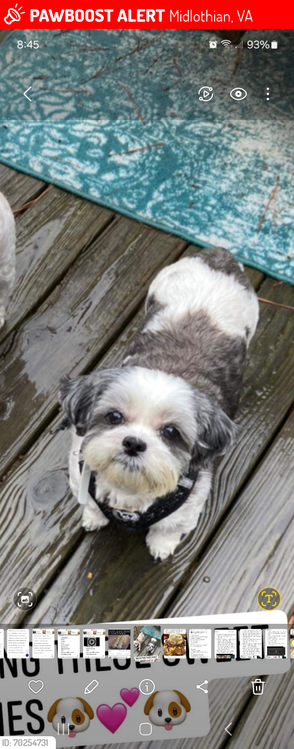 Lost Female Dog last seen Near providence elementary we live up the hill from the school concrete ridge and Bethany ridge , Midlothian, VA 23112
