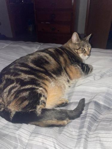 Lost Female Cat last seen By Riverland Church, Marion County, FL 34432