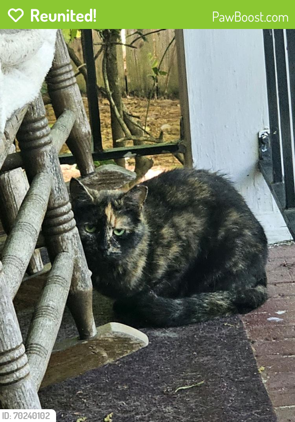 Reunited Female Cat last seen Regency Dr / Rheims Dr, Greensboro, NC 27407