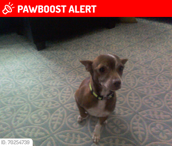 Lost Female Dog last seen Craig Rd and ton Rd, San Joaquin County, CA 95320