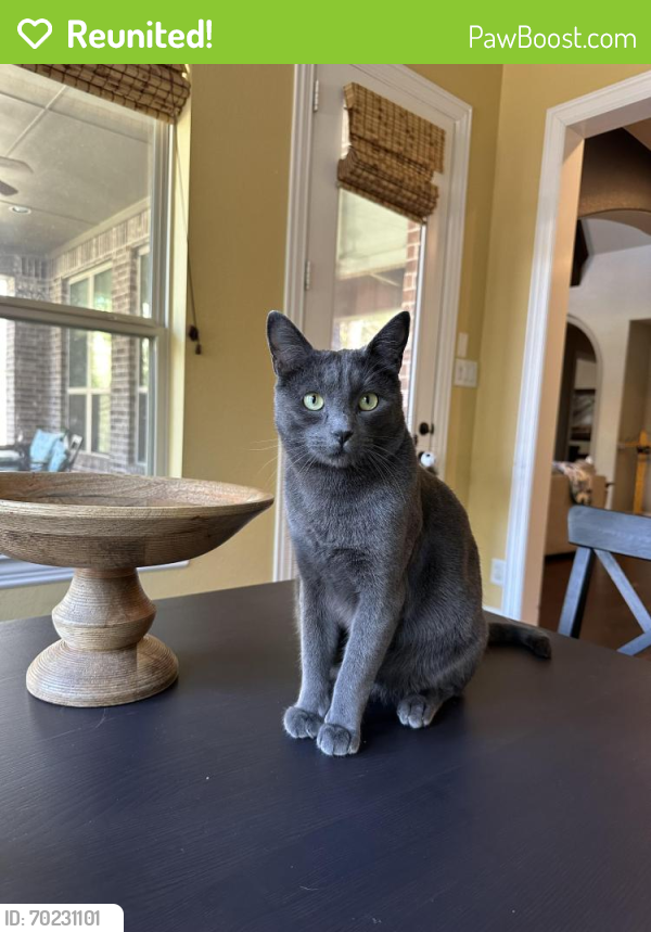 Reunited Male Cat last seen Woodforest Pkwy & Woodforest Blvd, Montgomery, TX 77316