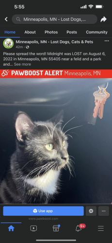 Lost Male Cat last seen My baby was last seen near a field and park at Minneapolis, MN 55405 at wirth lake in north Minneapolis. Till this day I have hope I’ll find my babies! Please anything helps. , Minneapolis, MN 55405