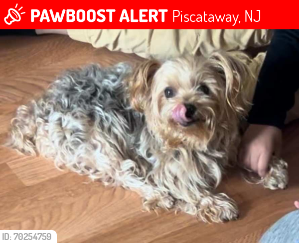 Lost Female Dog last seen south ave and levgar st, Piscataway, NJ 08854