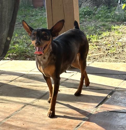 Lost Female Dog last seen Marbach & 1604, San Antonio, TX 78245