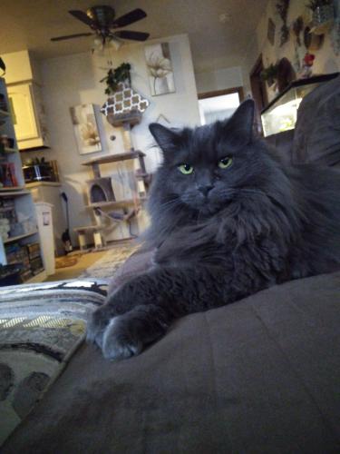 Lost Female Cat last seen 76th street and Howard , Milwaukee, WI 53220