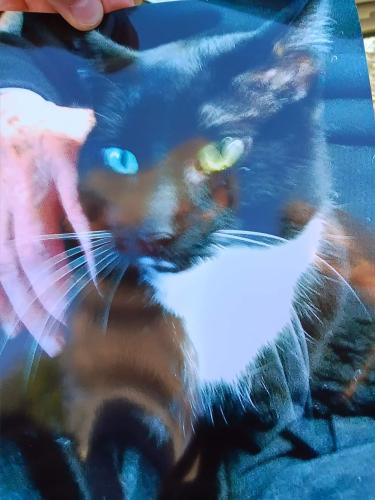 Lost Male Cat last seen Old River Rd & Deanna Dr. , Rockford, IL 61103