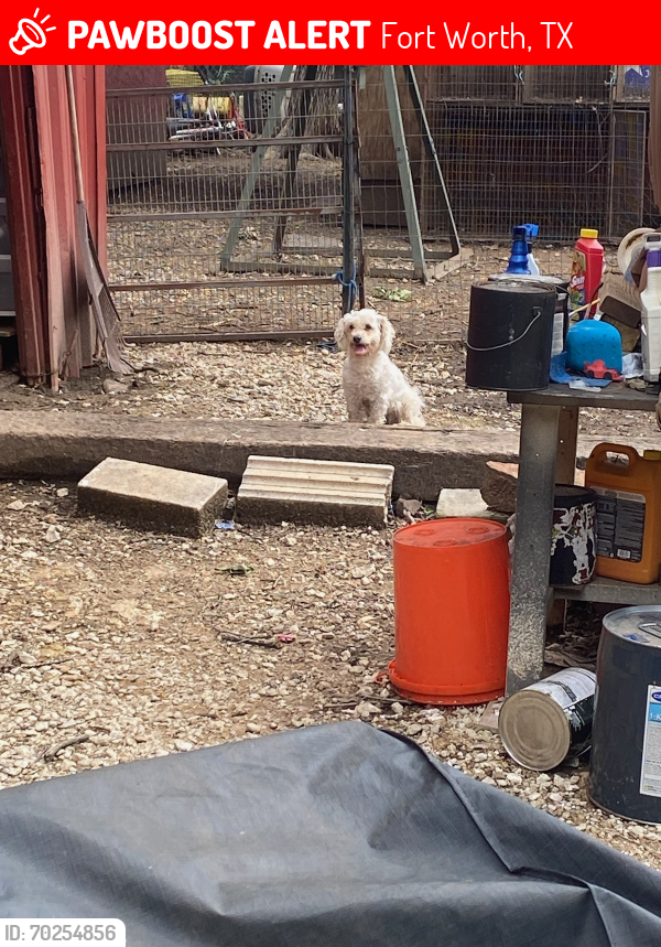 Lost Male Dog last seen Miller ave 76105, Fort Worth, TX 76105