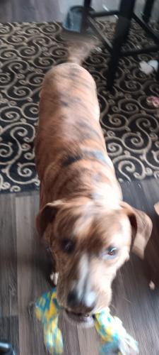 Lost Male Dog last seen Patterson road and Brown Road, China Grove NC, China Grove, NC 28023