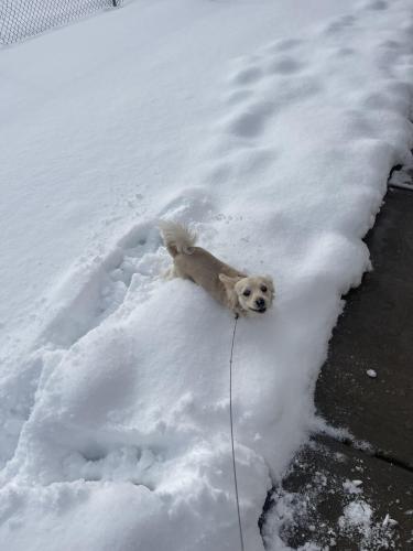 Lost Male Dog last seen 72nd and Stuart st , Westminster, CO 80030