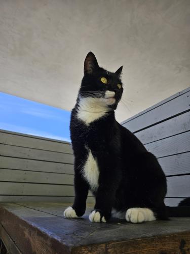 Lost Male Cat last seen Hollywoodland, Los Angeles, CA 90068