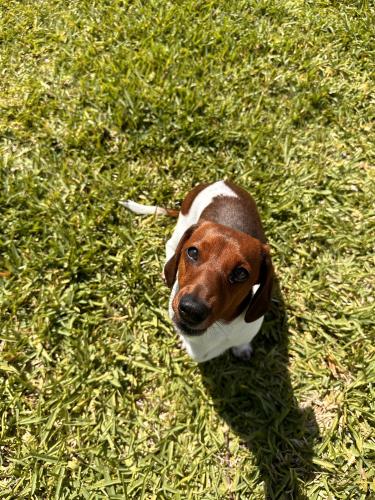 Lost Male Dog last seen Behind petsmart near the marsh , Stuart, FL 34994
