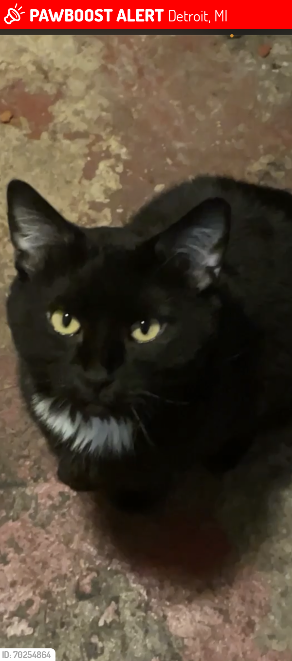Lost Male Cat last seen Near , Detroit, MI 48228