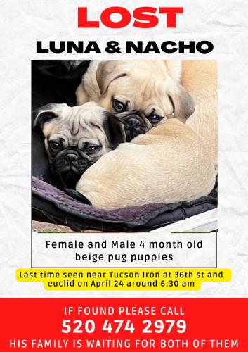 Lost Female Dog last seen Near Tucson Iron at 36th street, Tucson, AZ 85713