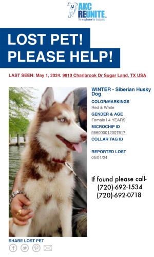 Lost Female Dog last seen HWY 6 and bissonet, Sugar Land, TX 77498