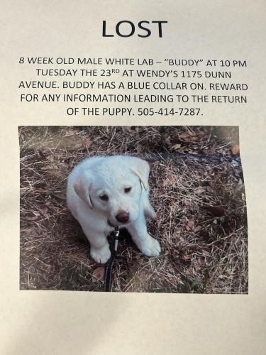 Lost Male Dog last seen Pheasant drive Jacksonville , Jacksonville, FL 32218