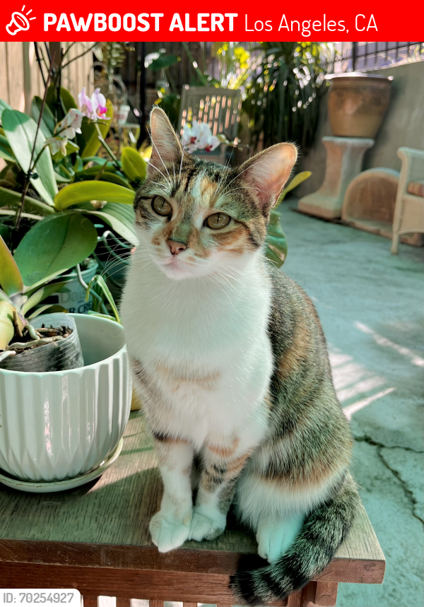 Lost Female Cat last seen Berenice Pl and Avenue 43, Los Angeles, CA 90031
