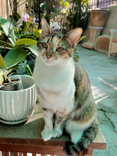 Lost Female Cat last seen Berenice Pl and Avenue 43, Los Angeles, CA 90031