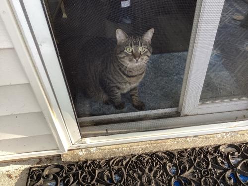 Lost Male Cat last seen Casalon apmts, Woodlawn Avenue, Ofallon MO, O'Fallon, MO 63366