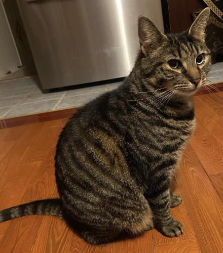 Lost Male Cat last seen Near 127th st and 20th Ave; In the vicinity of 126th and 127th St, Queens, NY 11356