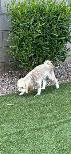Lost Male Dog last seen 19th Ave and Romley, Phoenix, AZ 85041