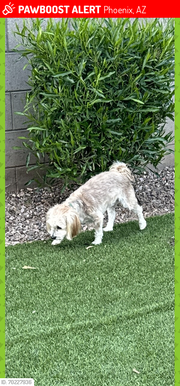 Lost Male Dog last seen 19th Ave and Romley, Phoenix, AZ 85041