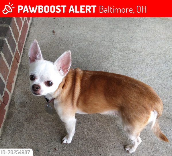 Lost Female Dog last seen yencer and bigerton, Baltimore, OH 43105, Baltimore, OH 43105