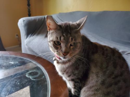 Lost Male Cat last seen Hughes and Planz, Bakersfield, CA 93304