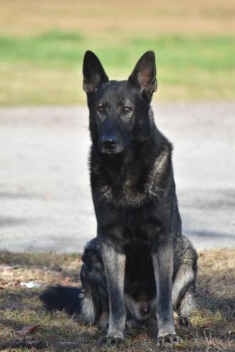Lost Male Dog last seen Joseph rd oak hollow , Waller County, TX 77355