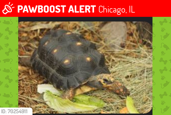 Lost Female Reptile last seen Near S JEFFERY Blvd , Chicago, IL 60617