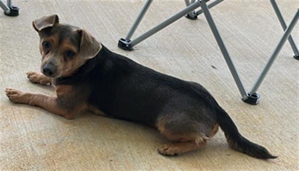 Shelter Stray Male Dog last seen Near BLOCK S LIPONA RD, TALLAHASSEE FL 32304, Tallahassee, FL 32311