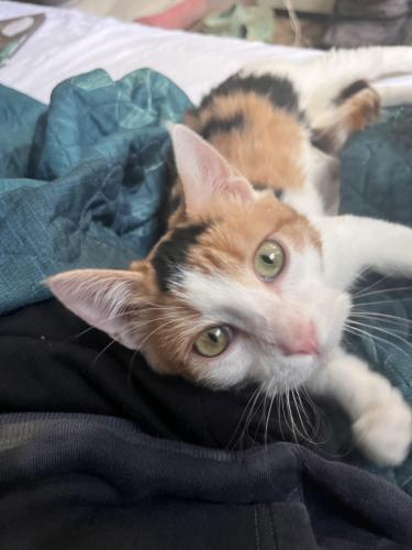 Lost Female Cat last seen 30th and Colorado Ave., Boulder , Boulder, CO 80303