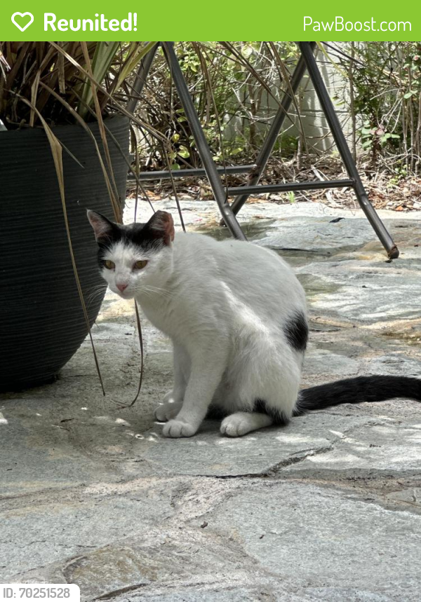 Reunited Female Cat last seen Oak St. & W 20th St. , Sanford, FL 32771