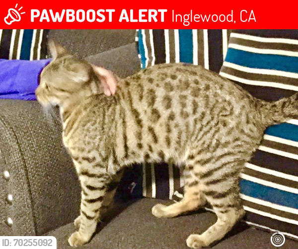 Lost Female Cat last seen Century and La Brea, Inglewood, CA 90301