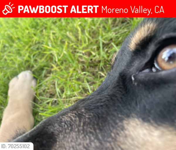 Lost Male Dog last seen Ellsworth , Moreno Valley, CA 92557