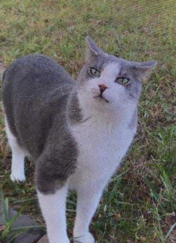 Lost Male Cat last seen legacy park, Polk County, FL 33897