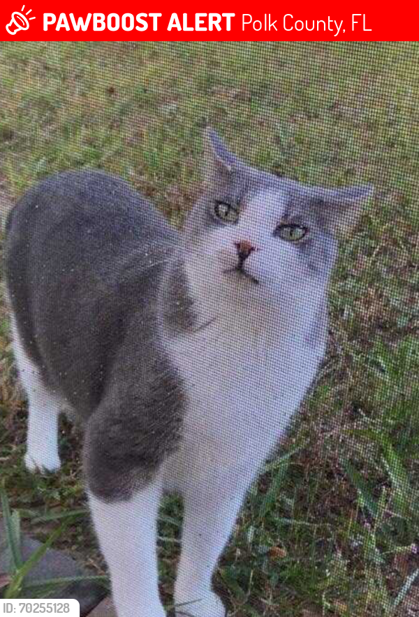 Lost Male Cat last seen legacy park, Polk County, FL 33897