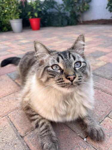 Lost Male Cat last seen Ingraham and fortuna , San Diego, CA 92109